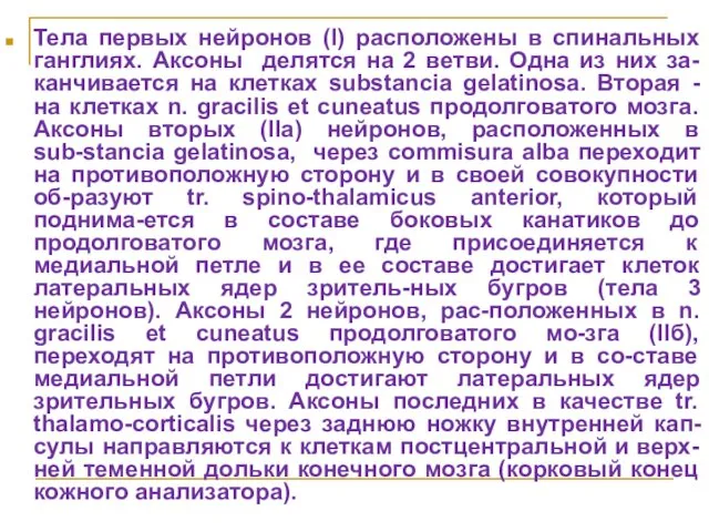 Тела первых нейронов (I) расположены в спинальных ганглиях. Аксоны делятся