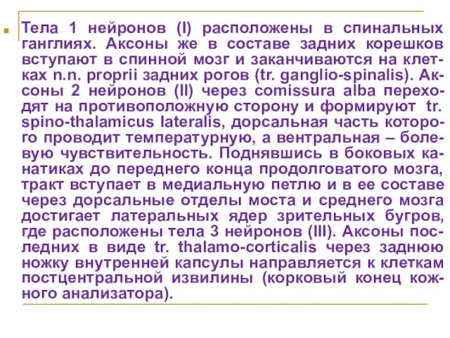 Тела 1 нейронов (I) расположены в спинальных ганглиях. Аксоны же