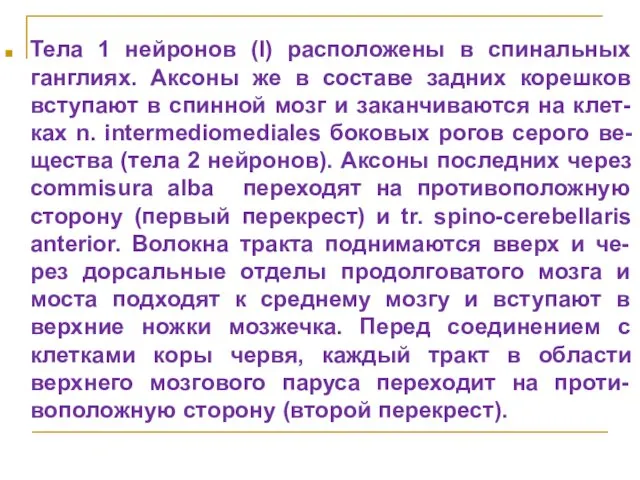 Тела 1 нейронов (I) расположены в спинальных ганглиях. Аксоны же