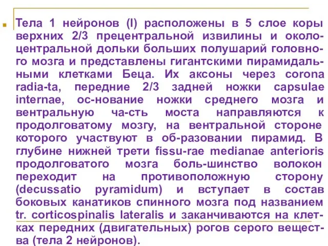 Тела 1 нейронов (I) расположены в 5 слое коры верхних 2/3 прецентральной извилины