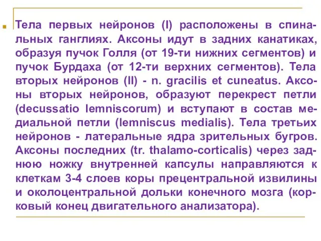 Тела первых нейронов (I) расположены в спина-льных ганглиях. Аксоны идут