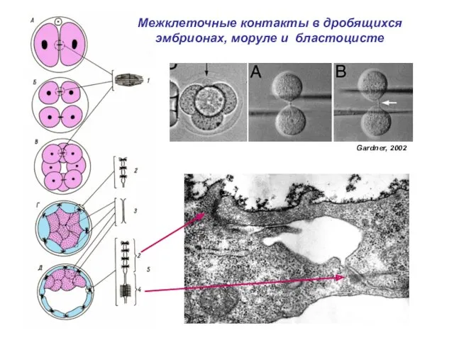 Межклеточные контакты в дробящихся эмбрионах, моруле и бластоцисте Gardner, 2002
