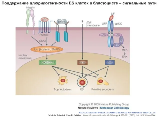 Поддержание плюрипотентности ES клеток в бластоцисте – сигнальные пути REGULATORY