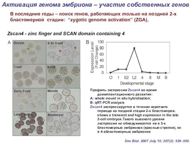 Профиль экспрессии Zscan4 во время доимплантационного развития: А: whole mount