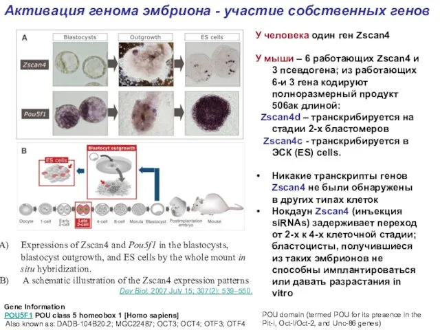 Expressions of Zscan4 and Pou5f1 in the blastocysts, blastocyst outgrowth,