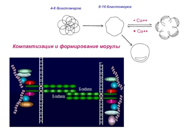 32 бластомера и более Компактизация и формирование морулы