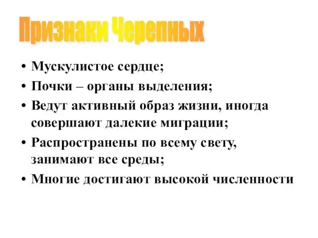 Мускулистое сердце; Почки – органы выделения; Ведут активный образ жизни,