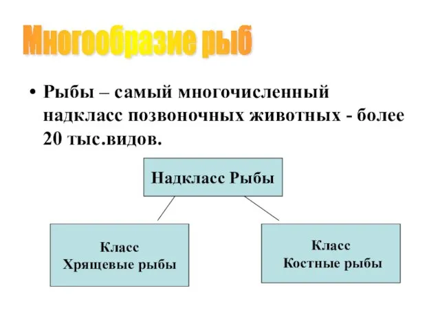 Рыбы – самый многочисленный надкласс позвоночных животных - более 20