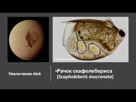 Увеличение 40x8 Рачок скафолебериса (Scapholeberis mucronata) Увеличение 90x8