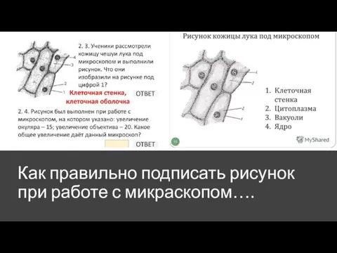 Как правильно подписать рисунок при работе с микраскопом….