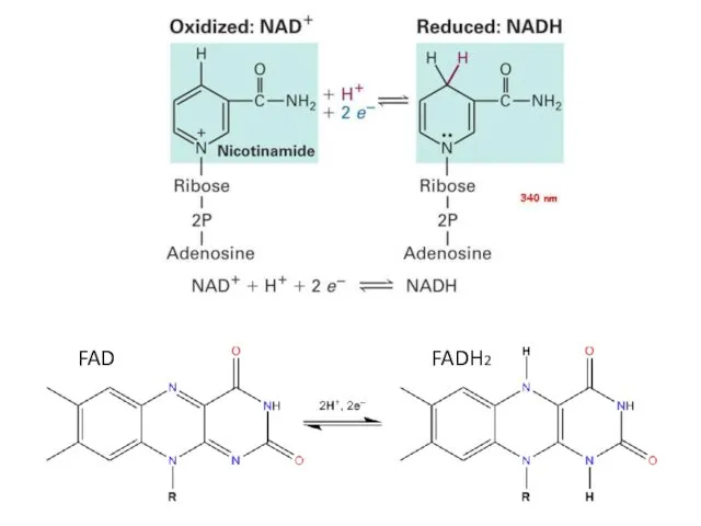 FAD FADH2