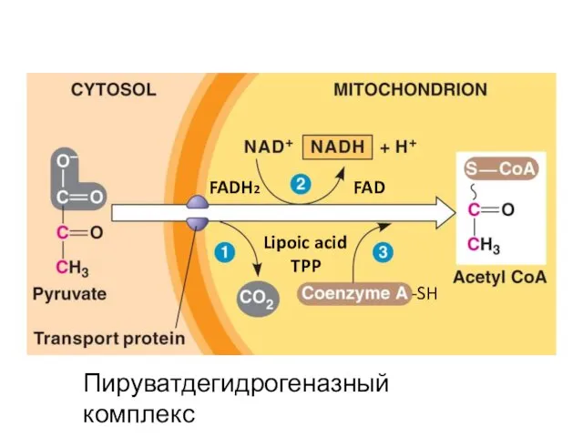 Lipoic acid TPP -SH FADH2 FAD Пируватдегидрогеназный комплекс