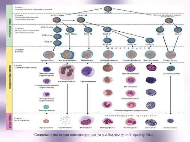 Современная схема кроветворения (по А.И.Воробьеву, И.Л.Черткову, 2002)