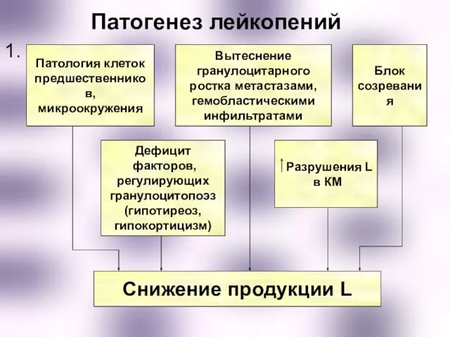 Патогенез лейкопений 1. Патология клеток предшественников, микроокружения Блок созревания Вытеснение гранулоцитарного ростка метастазами,