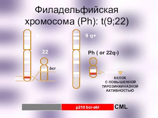 Филадельфийская хромосома (Ph): t(9;22) 22 bcr abl Ph ( or 22q-) bcr-abl 9