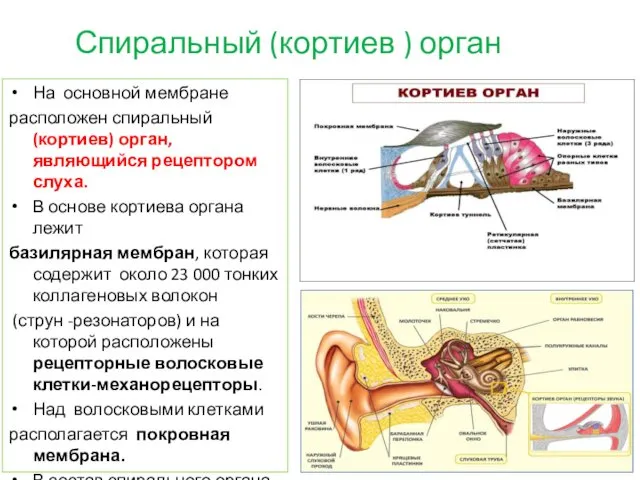 Спиральный (кортиев ) орган На основной мембране расположен спиральный (кортиев) орган, являющийся рецептором