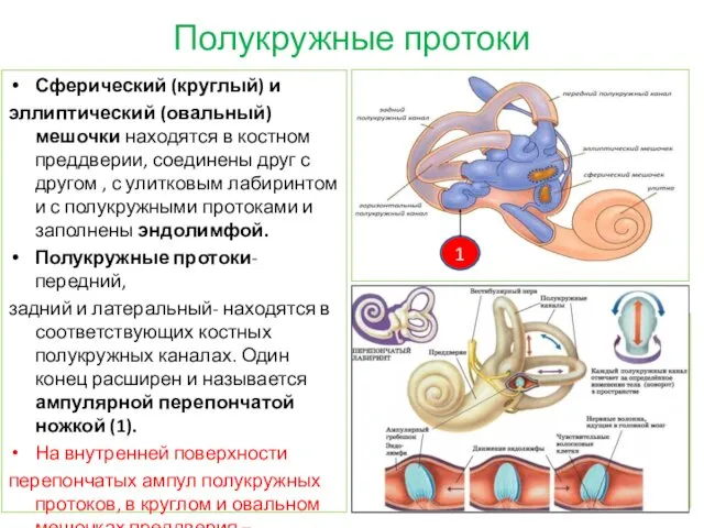 Полукружные протоки Сферический (круглый) и эллиптический (овальный) мешочки находятся в костном преддверии, соединены