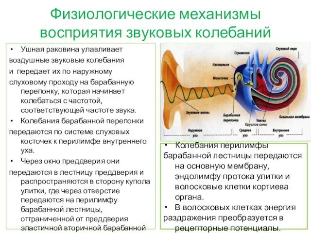 Физиологические механизмы восприятия звуковых колебаний Ушная раковина улавливает воздушные звуковые колебания и передает