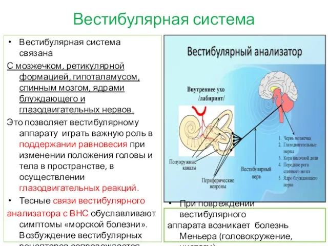 Вестибулярная система Вестибулярная система связана С мозжечком, ретикулярной формацией, гипоталамусом, спинным мозгом, ядрами