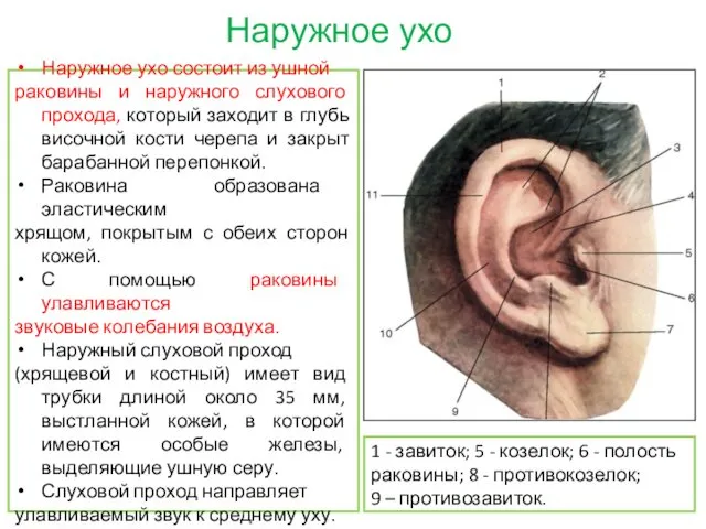 Наружное ухо Наружное ухо состоит из ушной раковины и наружного слухового прохода, который