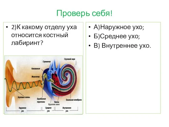 Проверь себя! 2)К какому отделу уха относится костный лабиринт? А)Наружное ухо; Б)Среднее ухо; В) Внутреннее ухо.