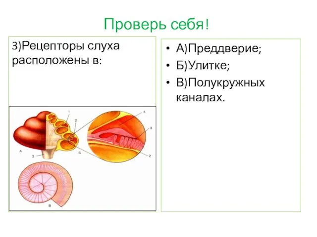 Проверь себя! 3)Рецепторы слуха расположены в: А)Преддверие; Б)Улитке; В)Полукружных каналах.