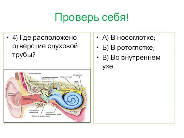 Проверь себя! 4) Где расположено отверстие слуховой трубы? А) В носоглотке; Б) В