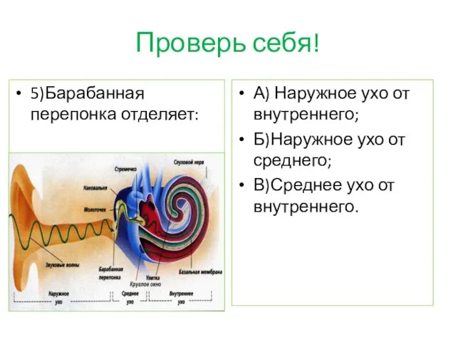 Проверь себя! 5)Барабанная перепонка отделяет: А) Наружное ухо от внутреннего;