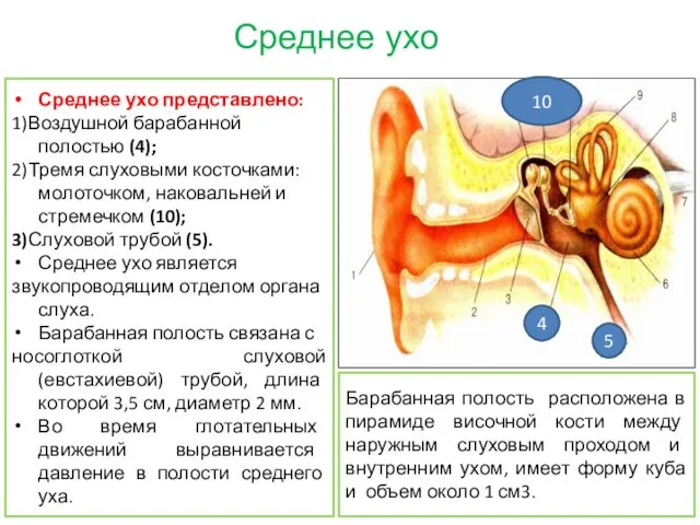Среднее ухо Среднее ухо представлено: 1)Воздушной барабанной полостью (4); 2)Тремя слуховыми косточками: молоточком,