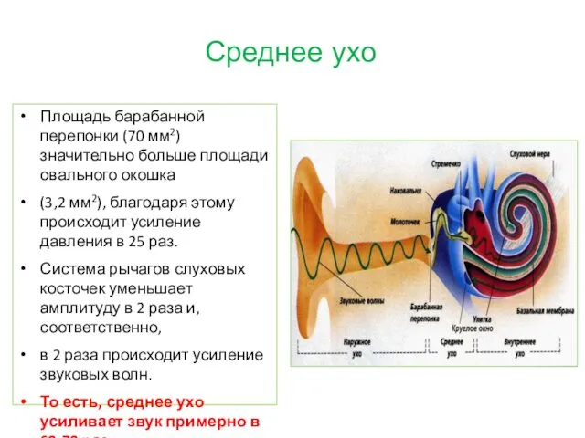 Среднее ухо Площадь барабанной перепонки (70 мм2) значительно больше площади