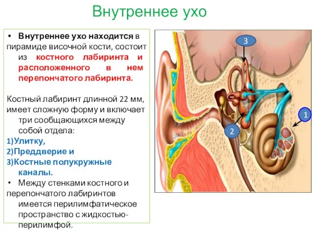 Внутреннее ухо находится в пирамиде височной кости, состоит из костного лабиринта и расположенного