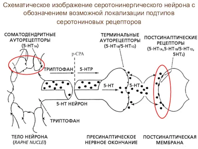 Схематическое изображение серотонинергического нейрона с обозначением возможной локализации подтипов серотониновых рецепторов