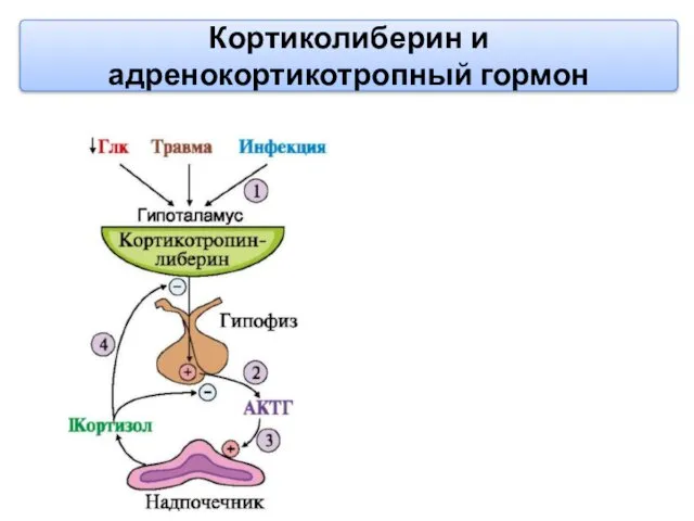 Кортиколиберин и адренокортикотропный гормон