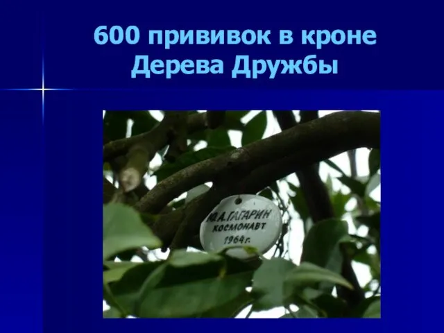 600 прививок в кроне Дерева Дружбы