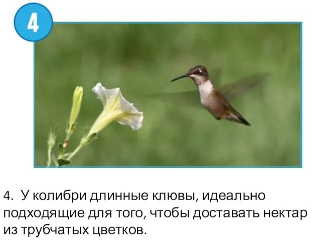 4. У колибри длинные клювы, идеально подходящие для того, чтобы доставать нектар из трубчатых цветков.