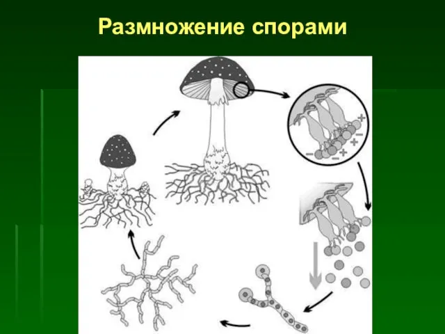 Размножение спорами