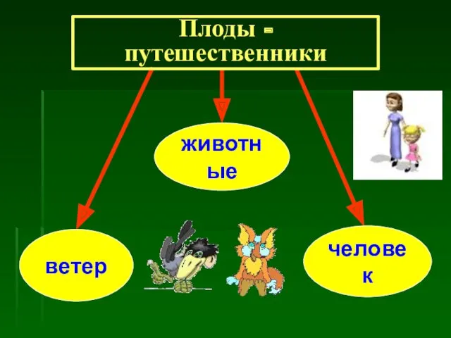 животные человек ветер Плоды - путешественники