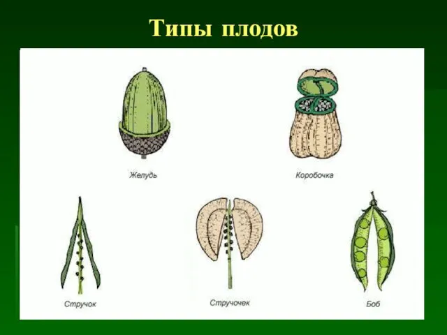 Типы плодов