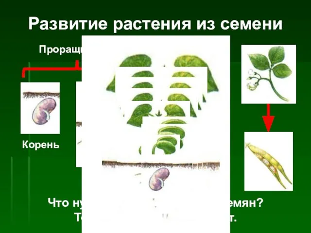 Развитие растения из семени Корень Росток Взрослое растение Проращивание Что