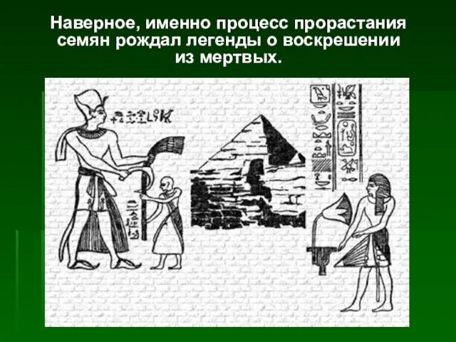 Наверное, именно процесс прорастания семян рождал легенды о воскрешении из мертвых.