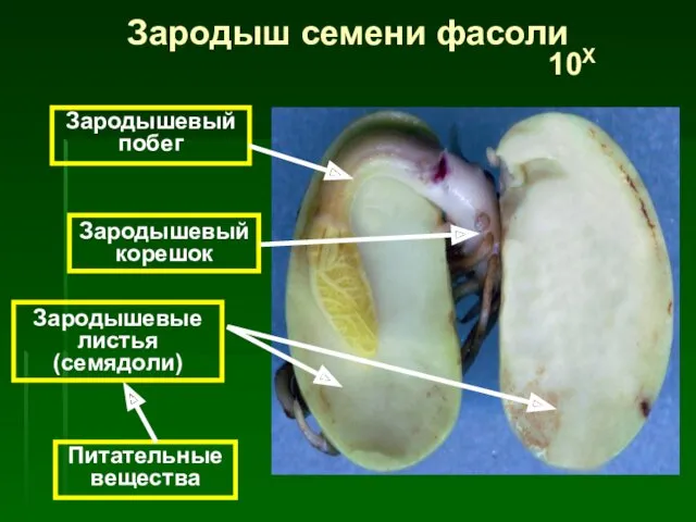 Питательные вещества Зародышевые листья (семядоли) Зародышевый корешок Зародышевый побег Зародыш семени фасоли 10Х