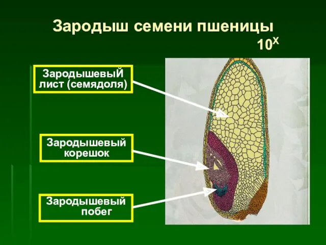 ЗародышевыЙ лист (семядоля) Зародышевый корешок Зародышевый побег Зародыш семени пшеницы 10Х