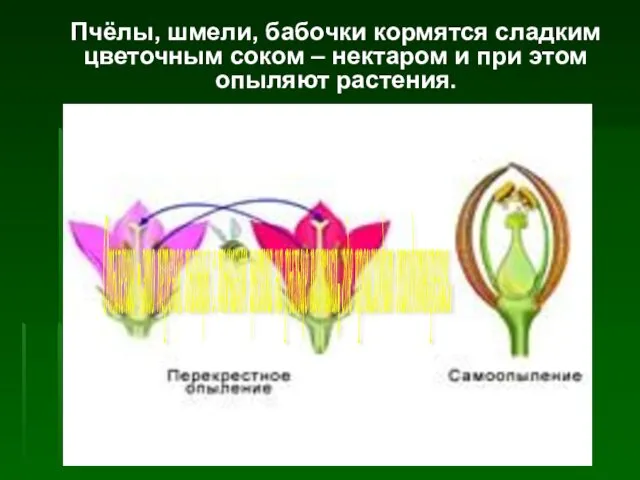 Пчёлы, шмели, бабочки кормятся сладким цветочным соком – нектаром и