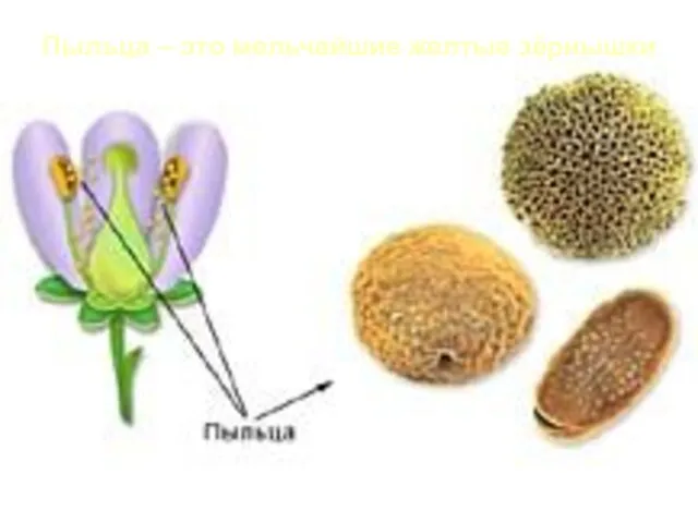 Пыльца – это мельчайшие желтые зёрнышки