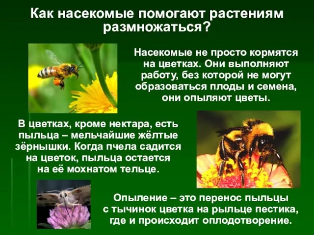 Как насекомые помогают растениям размножаться? Насекомые не просто кормятся на