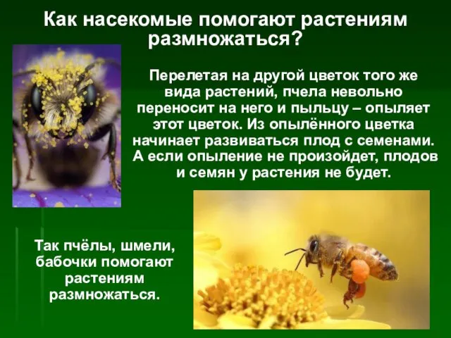 Как насекомые помогают растениям размножаться? Перелетая на другой цветок того