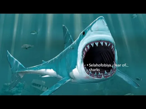 Selahofobiya - fear of sharks