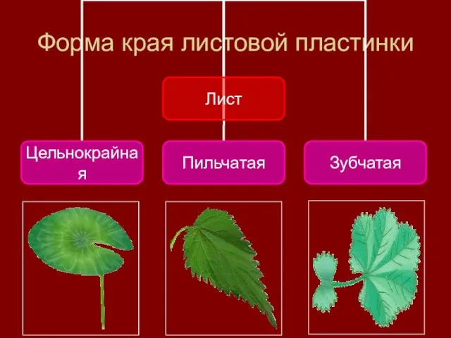 Форма края листовой пластинки