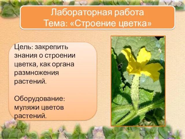 Цель: закрепить знания о строении цветка, как органа размножения растений.