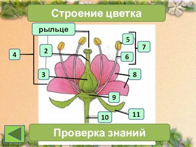 4 2 3 Строение цветка 7 Проверка знаний 11 10 6 5 8 9 рыльце